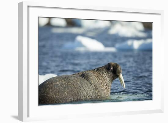 Walrus and Sea Ice in Hudson Bay, Nunavut, Canada-Paul Souders-Framed Photographic Print