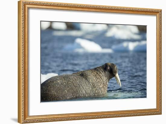 Walrus and Sea Ice in Hudson Bay, Nunavut, Canada-Paul Souders-Framed Photographic Print