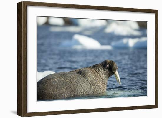 Walrus and Sea Ice in Hudson Bay, Nunavut, Canada-Paul Souders-Framed Photographic Print