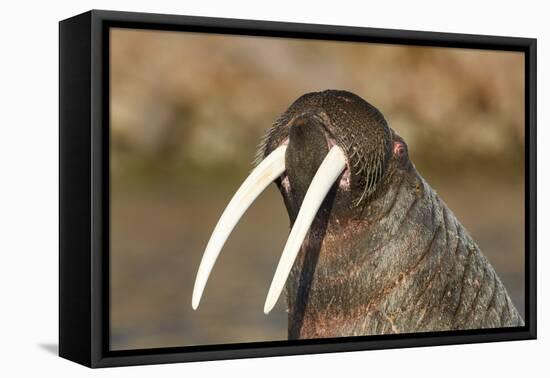 Walrus Displays Tusks along Hudson Bay, Nunavut, Canada-Paul Souders-Framed Premier Image Canvas