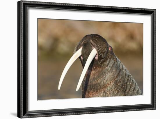 Walrus Displays Tusks along Hudson Bay, Nunavut, Canada-Paul Souders-Framed Photographic Print