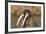 Walrus Displays Tusks along Hudson Bay, Nunavut, Canada-Paul Souders-Framed Photographic Print