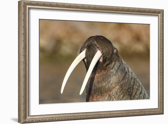 Walrus Displays Tusks along Hudson Bay, Nunavut, Canada-Paul Souders-Framed Photographic Print