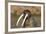 Walrus Displays Tusks along Hudson Bay, Nunavut, Canada-Paul Souders-Framed Photographic Print