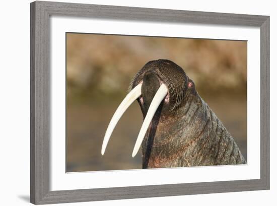 Walrus Displays Tusks along Hudson Bay, Nunavut, Canada-Paul Souders-Framed Photographic Print