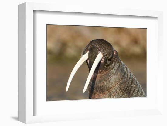 Walrus Displays Tusks along Hudson Bay, Nunavut, Canada-Paul Souders-Framed Photographic Print