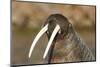 Walrus Displays Tusks along Hudson Bay, Nunavut, Canada-Paul Souders-Mounted Photographic Print