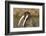 Walrus Displays Tusks along Hudson Bay, Nunavut, Canada-Paul Souders-Framed Photographic Print