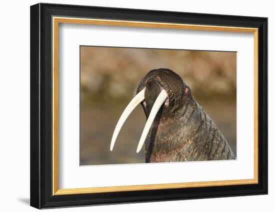 Walrus Displays Tusks along Hudson Bay, Nunavut, Canada-Paul Souders-Framed Photographic Print