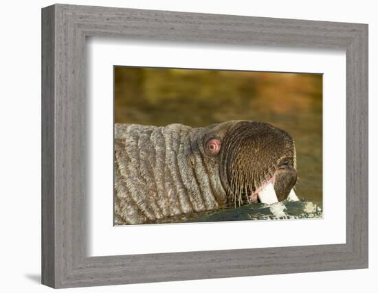 Walrus Displays Tusks along Hudson Bay, Nunavut, Canada-Paul Souders-Framed Photographic Print