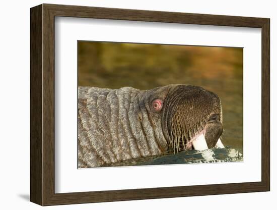 Walrus Displays Tusks along Hudson Bay, Nunavut, Canada-Paul Souders-Framed Photographic Print