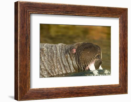 Walrus Displays Tusks along Hudson Bay, Nunavut, Canada-Paul Souders-Framed Photographic Print