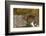 Walrus Displays Tusks along Hudson Bay, Nunavut, Canada-Paul Souders-Framed Photographic Print