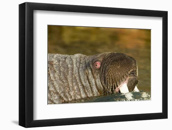 Walrus Displays Tusks along Hudson Bay, Nunavut, Canada-Paul Souders-Framed Photographic Print