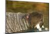 Walrus Displays Tusks along Hudson Bay, Nunavut, Canada-Paul Souders-Mounted Photographic Print