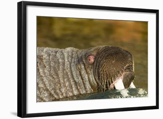 Walrus Displays Tusks along Hudson Bay, Nunavut, Canada-Paul Souders-Framed Photographic Print