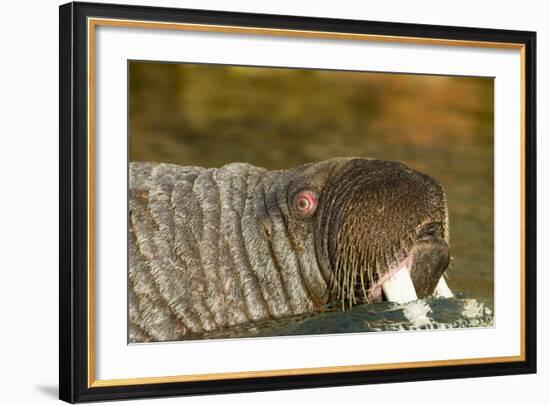 Walrus Displays Tusks along Hudson Bay, Nunavut, Canada-Paul Souders-Framed Photographic Print