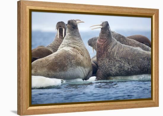 Walrus Herd, Hudson Bay, Nunavut, Canada-Paul Souders-Framed Premier Image Canvas