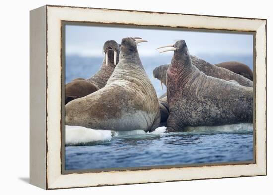 Walrus Herd, Hudson Bay, Nunavut, Canada-Paul Souders-Framed Premier Image Canvas