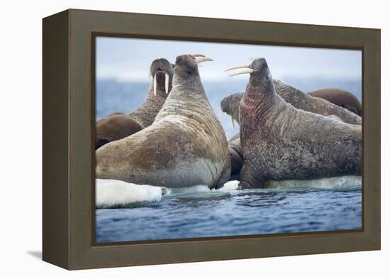 Walrus Herd, Hudson Bay, Nunavut, Canada-Paul Souders-Framed Premier Image Canvas