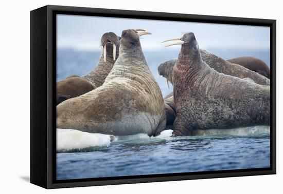 Walrus Herd, Hudson Bay, Nunavut, Canada-Paul Souders-Framed Premier Image Canvas