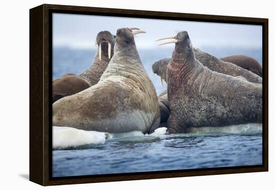 Walrus Herd, Hudson Bay, Nunavut, Canada-Paul Souders-Framed Premier Image Canvas