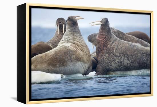 Walrus Herd, Hudson Bay, Nunavut, Canada-Paul Souders-Framed Premier Image Canvas