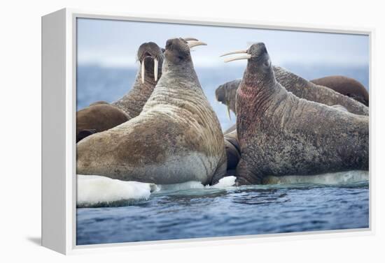 Walrus Herd, Hudson Bay, Nunavut, Canada-Paul Souders-Framed Premier Image Canvas