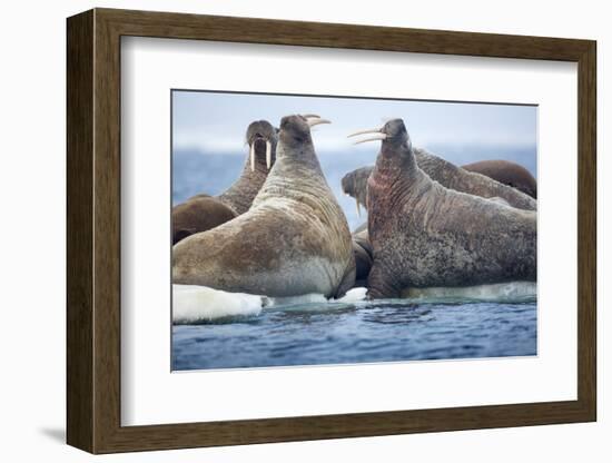 Walrus Herd, Hudson Bay, Nunavut, Canada-Paul Souders-Framed Photographic Print