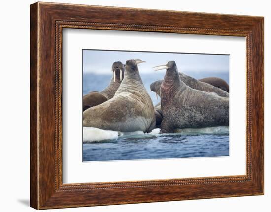 Walrus Herd, Hudson Bay, Nunavut, Canada-Paul Souders-Framed Photographic Print