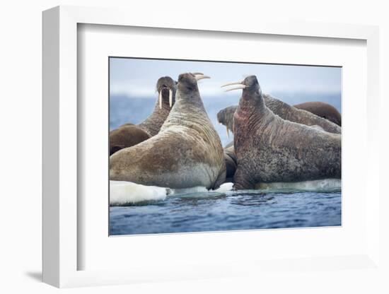 Walrus Herd, Hudson Bay, Nunavut, Canada-Paul Souders-Framed Photographic Print