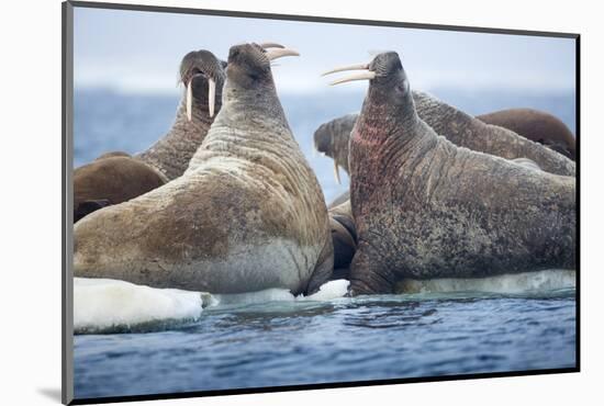 Walrus Herd, Hudson Bay, Nunavut, Canada-Paul Souders-Mounted Photographic Print