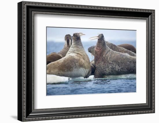 Walrus Herd, Hudson Bay, Nunavut, Canada-Paul Souders-Framed Photographic Print