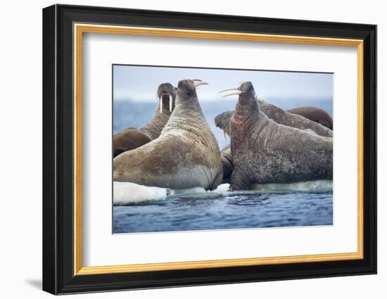 Walrus Herd, Hudson Bay, Nunavut, Canada-Paul Souders-Framed Photographic Print