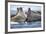 Walrus Herd, Hudson Bay, Nunavut, Canada-Paul Souders-Framed Photographic Print