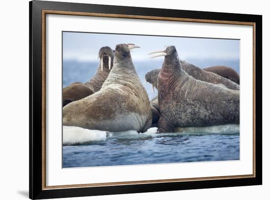 Walrus Herd, Hudson Bay, Nunavut, Canada-Paul Souders-Framed Photographic Print