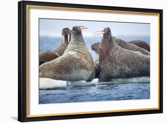 Walrus Herd, Hudson Bay, Nunavut, Canada-Paul Souders-Framed Photographic Print