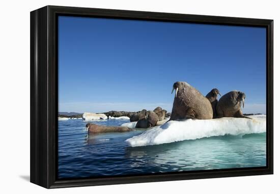 Walrus Herd on Ice, Hudson Bay, Nunavut, Canada-Paul Souders-Framed Premier Image Canvas