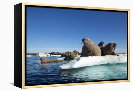 Walrus Herd on Ice, Hudson Bay, Nunavut, Canada-Paul Souders-Framed Premier Image Canvas