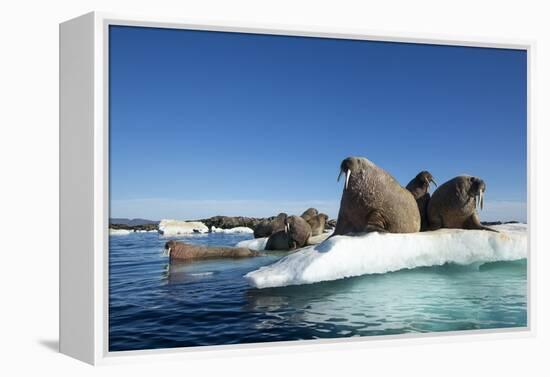 Walrus Herd on Ice, Hudson Bay, Nunavut, Canada-Paul Souders-Framed Premier Image Canvas