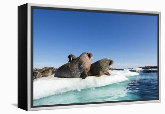 Walrus Herd on Ice, Hudson Bay, Nunavut, Canada-Paul Souders-Framed Premier Image Canvas