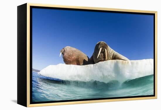 Walrus Herd on Ice, Hudson Bay, Nunavut, Canada-Paul Souders-Framed Premier Image Canvas