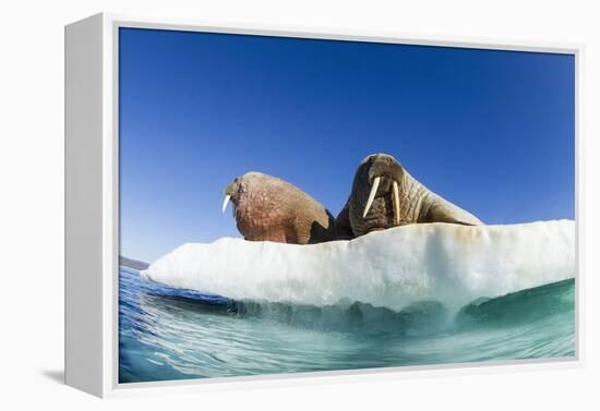 Walrus Herd on Ice, Hudson Bay, Nunavut, Canada-Paul Souders-Framed Premier Image Canvas