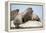 Walrus Herd on Ice, Hudson Bay, Nunavut, Canada-Paul Souders-Framed Premier Image Canvas