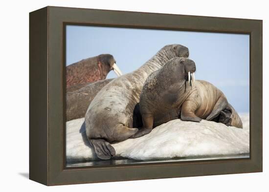 Walrus Herd on Ice, Hudson Bay, Nunavut, Canada-Paul Souders-Framed Premier Image Canvas