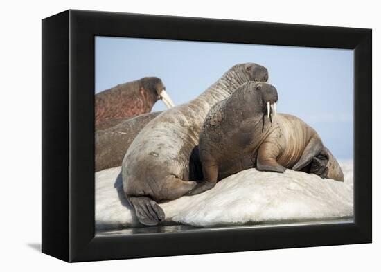 Walrus Herd on Ice, Hudson Bay, Nunavut, Canada-Paul Souders-Framed Premier Image Canvas