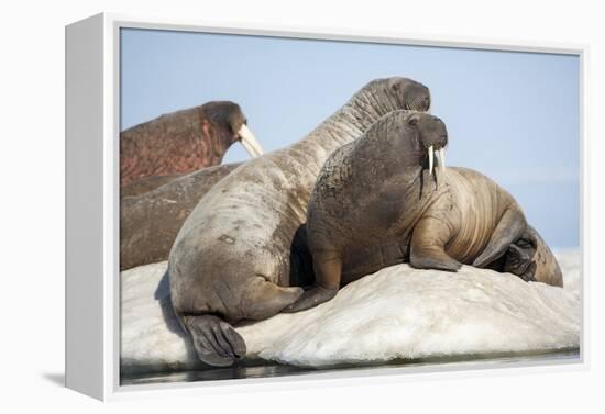 Walrus Herd on Ice, Hudson Bay, Nunavut, Canada-Paul Souders-Framed Premier Image Canvas