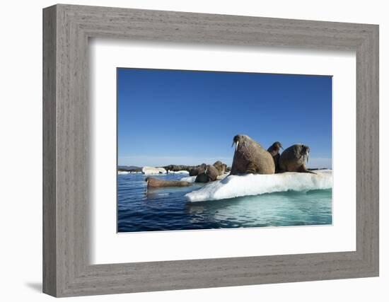 Walrus Herd on Ice, Hudson Bay, Nunavut, Canada-Paul Souders-Framed Photographic Print