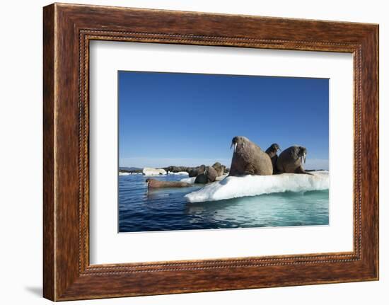 Walrus Herd on Ice, Hudson Bay, Nunavut, Canada-Paul Souders-Framed Photographic Print