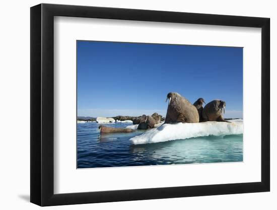 Walrus Herd on Ice, Hudson Bay, Nunavut, Canada-Paul Souders-Framed Photographic Print